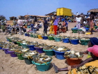 GAMBIA, fishing village, tubs full of Yellow Tailed Mullet fish, GAM851JPL