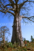 GAMBIA, large Baobab tree, boy by the tree, GAM994JPL