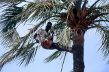 GAMBIA, man climbing palm tree (tapping sap for palm wine), GAM1001JPL