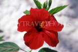 GAMBIA, red Hibiscus flower, GAM1007JPL