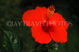GAMBIA, red Hibiscus flower, GAM1016JPL