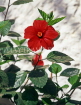 GAMBIA, red Hibiscus flower, GAM845JPL