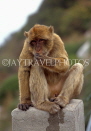GIBRALTAR, Barbary Ape (Macaque), GIB345JPL