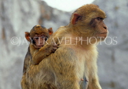 GIBRALTAR, Barbary Ape (Macaque) and young, GIB341JPL