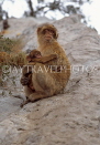 GIBRALTAR, Barbary Ape (Macaque) and young, GIB343JPL