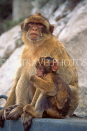 GIBRALTAR, Barbary Ape (Macaque) and young, GIB481JPL