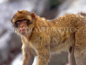 GIBRALTAR, Barbary Ape (Macaques), GIB344JPL