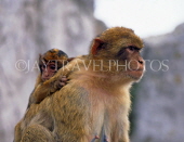GIBRALTAR, Barbary Ape (Macaques) with young, GIB342JPL