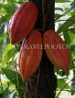 GRENADA, Cocoa pods on tree, GRE454JPL