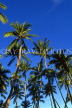 GRENADA, Coconut plantation, GRE469JPL