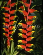 GRENADA, Crab Claw (Heliconia) flowers, GRE464JPL