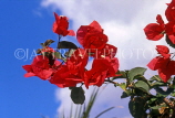 GRENADA, red  Bougainvillea flowers, GRE476JPL