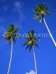 GRENADA, three coconut trees against blue sky, GRE465JPL