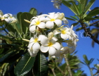 GRENADA, white Plumeria (Frangipani) flowers, GRE466JPL