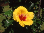 GRENADA, yellow Hibiscus flower, GRE472JPL