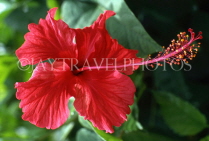 GUATEMALA, Tikal, Hibiscus flower, GUA310JPL