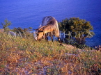 Greek Islands, KEPHALONIA, coastal view and goat grazing, GIS523JPL