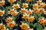 HOLLAND, Keukenhof Gardens, closeup of Tulips, HOL759JPL