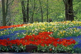 HOLLAND, Keukenhof Gardens, flowering Tulips and Daffodils, HOL526JPL