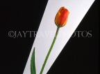 HOLLAND, Tulip (against black and white background), abstract, HOL713JPL