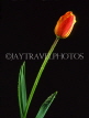 HOLLAND, Tulip (against black background), HOL735JPL