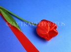 HOLLAND, Tulip (against blue and red background), abstract, HOL711JPL