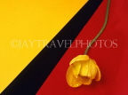 HOLLAND, Tulip (against colourful background), abstract, HOL710JPL