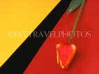 HOLLAND, Tulip (against colourful background), abstract, HOL712JPL