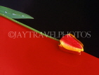 HOLLAND, Tulip (against red and black background), abstract, HOL706JPL