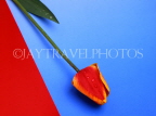 HOLLAND, Tulip (against red and blue background), abstract, HOL704JPL