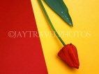 HOLLAND, Tulip (against red and yellow background), abstract, HOL705JPL