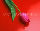 HOLLAND, Tulip (against red background), abstract, HOL709JPL