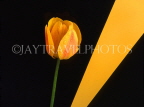 HOLLAND, Tulip (against yellow background), abstract, HOL708JPL