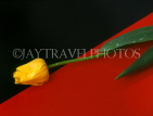 HOLLAND, Tulip (on black and red background), HOL659JPL