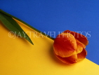 HOLLAND, Tulip (on yellow and blue background), HOL682JPL