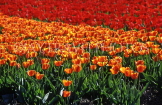 HOLLAND, Tulip fields, rows of red and orange Tulips, HOL602JPL