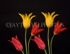 HOLLAND, Tulips (against black background), HOL657JPL