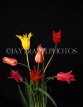 HOLLAND, Tulips (against black background), HOL658JPL