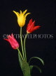 HOLLAND, Tulips (against black background), HOL677JPL