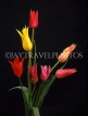 HOLLAND, Tulips (against black background), HOL724JPL