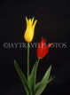 HOLLAND, Tulips (against black background), HOL725JPL