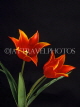 HOLLAND, Tulips (against black background), HOL727JPL