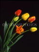HOLLAND, Tulips (against black background), HOL728JPL