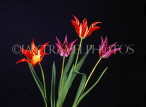 HOLLAND, Tulips (against black background), HOL733JPL