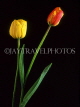 HOLLAND, Tulips (against black background), HOL734JPL