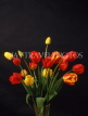 HOLLAND, Tulips in vase (against black background), HOL729JPL