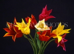 HOLLAND, Tulips in vase (against black background), HOL737JPL