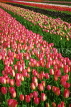 HOLLAND, Vogelendang, Frans Roozen Tulip fields, HOL760JPL