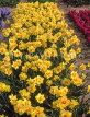 HOLLAND, Vogelendang, flowering Daffodils, HOL668JPL
