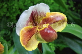 Hawaiian Islands, OAHU, Paphiopedilum Orchid, HAW163JPL
